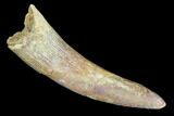 Pterosaur (Siroccopteryx) Tooth - Morocco #93179-1